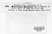 Asteroma betulae image